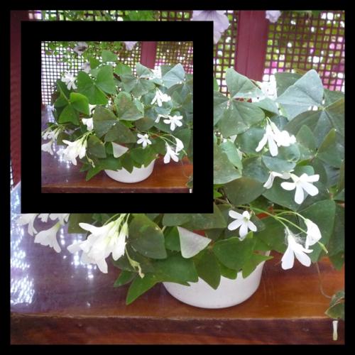 Oxalis