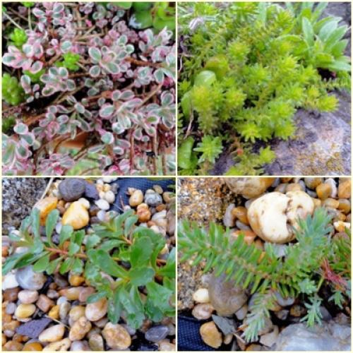 Sedum....