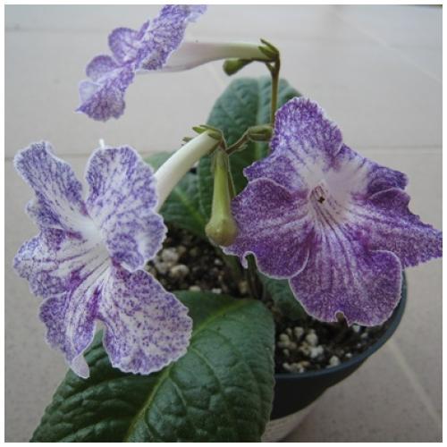 Streptocarpus Aly´s Magnetosphere