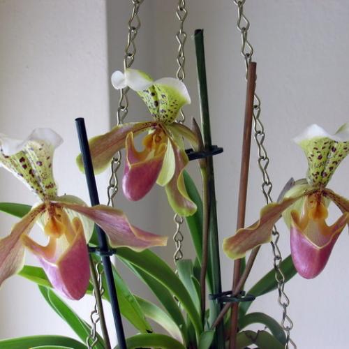 Paphiopedilum