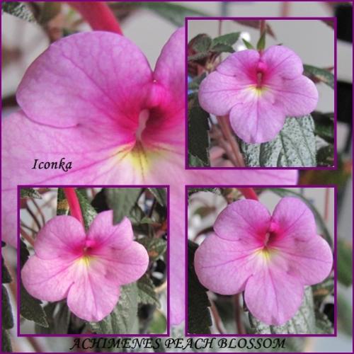 Achimenes Peach Blossom