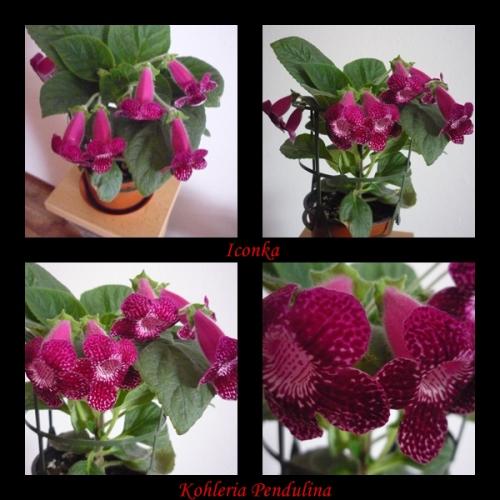 Kohleria Pendulina este raz