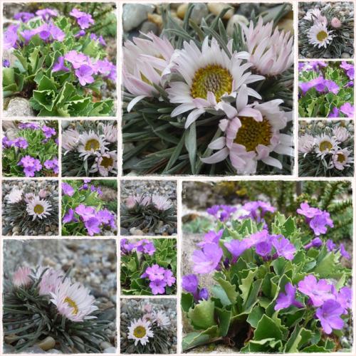 Townsendia hoockeri a primula pubescens ´Gnom´