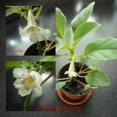 ALSOBIA PUNCTATA