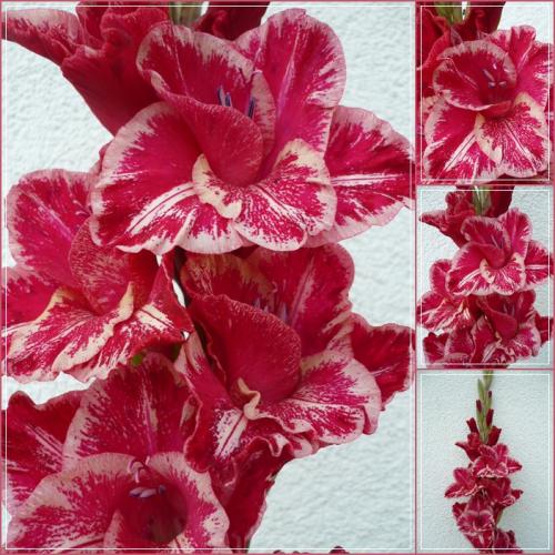Gladiola ´RIGEL EXOTIC´