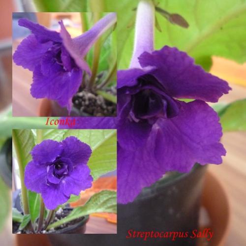 Streptocarpus Sally