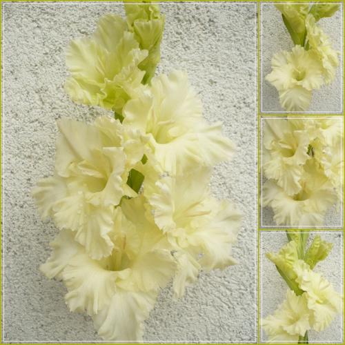 Gladiola - semenáč 39-07-01