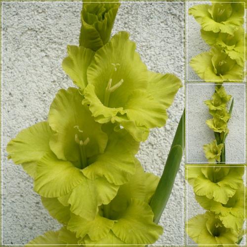 Gladiola zelená - semenáč 8160