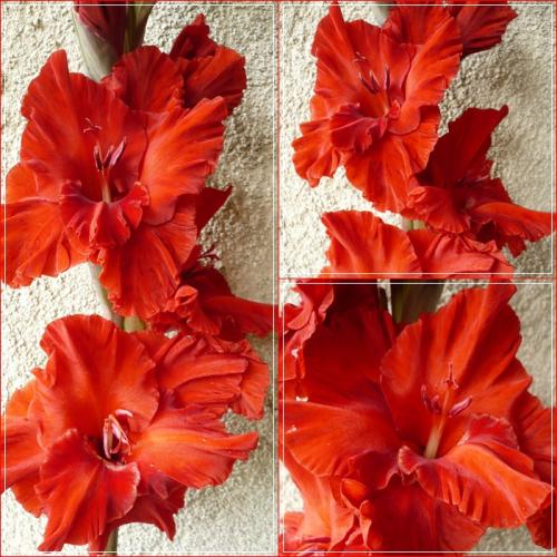 Gladiola - semenáč 06-02-01