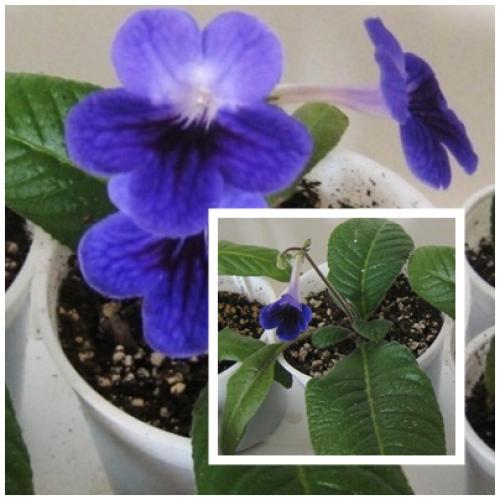 Streptocarpus no name 5
