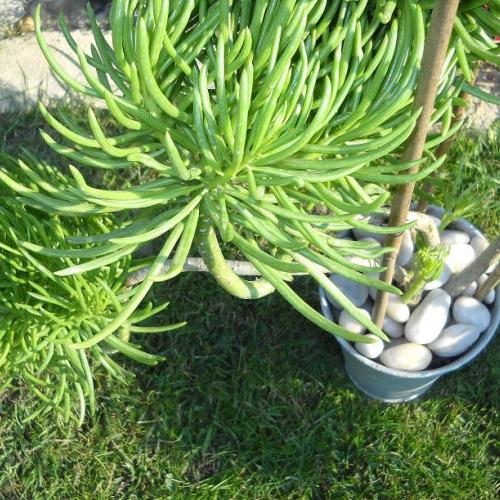 senecio cylindricus...