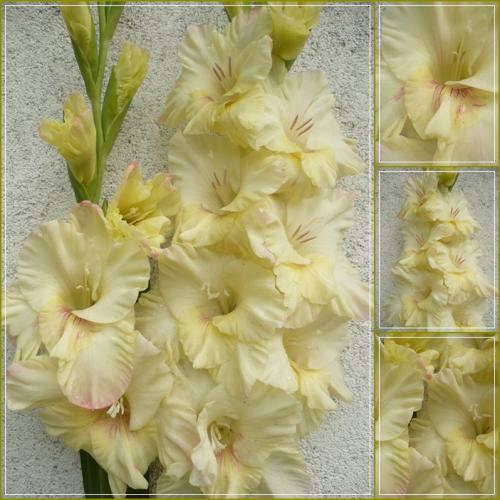 Gladiola ´SUSAN MARGARET´