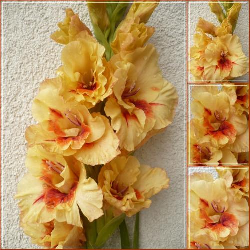 Gladiola ´TERRAKOTA´