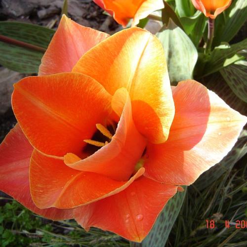 tulipán