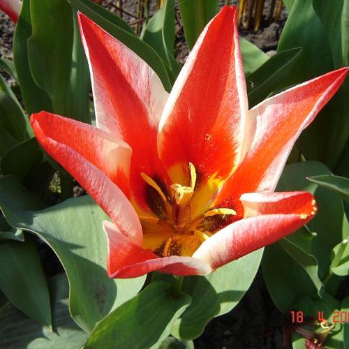 skalkový tulipánek