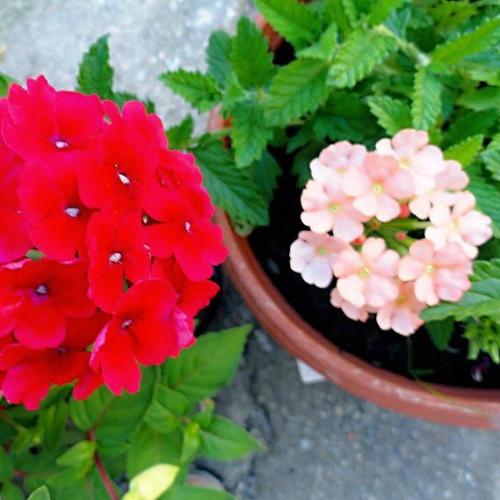 Verbena.....