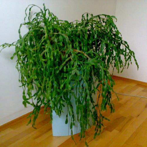 vianočný kaktus - červený