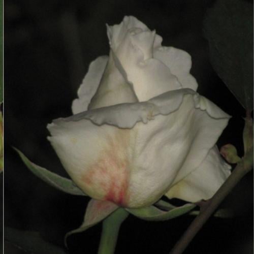 biela ruzicka