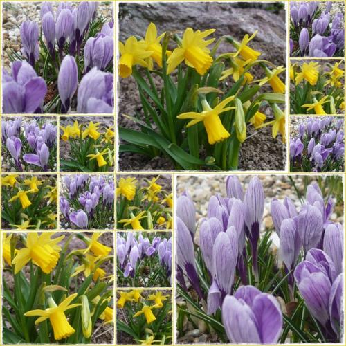 Jarná - krokus a narcis