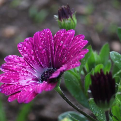 Osteospermum