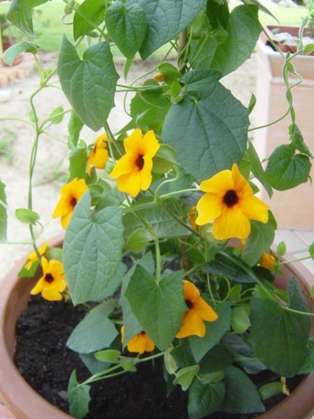 Pokúpené, posadené..., návod, Záhrada, Jasmin, 2
