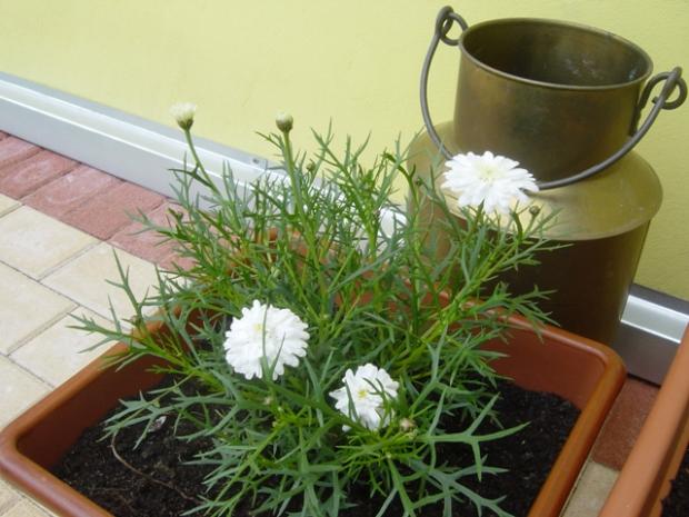 Pokúpené, posadené..., návod, Záhrada, Jasmin, 6