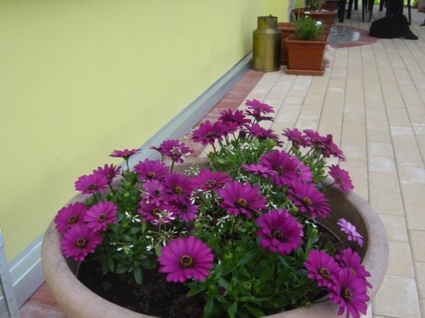 Pokúpené, posadené..., návod, Záhrada, Jasmin, 3