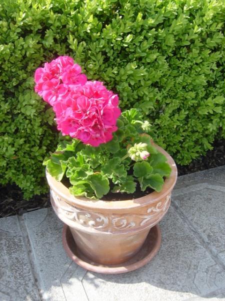 Pokúpené, posadené..., návod, Záhrada, Jasmin, 8