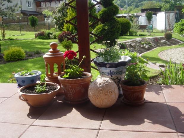 Pokúpené, posadené..., návod, Záhrada, Jasmin, 4