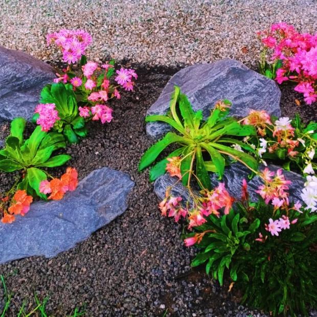 𝓜𝔂 𝓐𝓵𝓹𝓲𝓷𝓾𝓶....🌷 🥀, Skalky 𝓜𝔂 𝓐𝓵𝓹𝓲𝓷𝓾𝓶....🌷 🥀, Skalky, mamilaria, 2