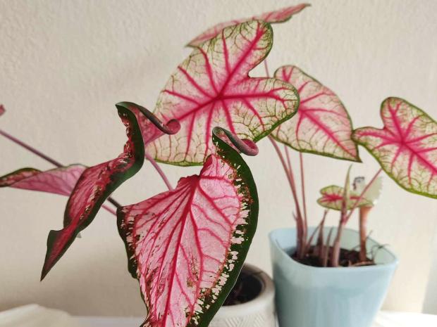 Caladium - rastlinka s nádhernými listami, Izbové kvety Caladium - rastlinka s nádhernými listami, Izbové kvety, Dasa_, 1