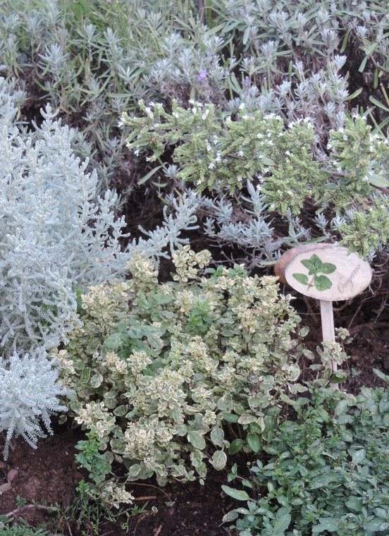 panasovane oregano pre Dominika123, Liečivé rastliny, Mirkag, 1