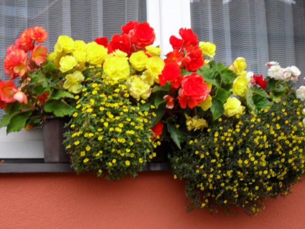 Nebylo by vám to líto vyhodit?, Okenné parapety, vlasta., 1