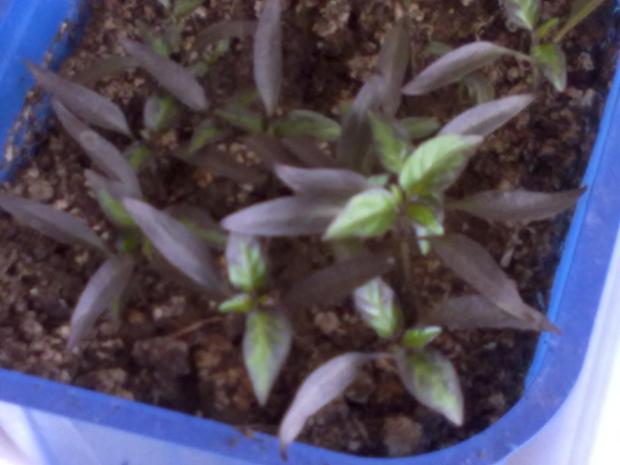 fialové chilli papričky fialové chilli papričky, dennisa, 1