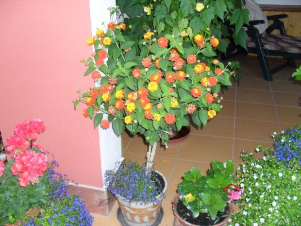 Lantana (Libora), Okrasné záhradky, vlasta., 1