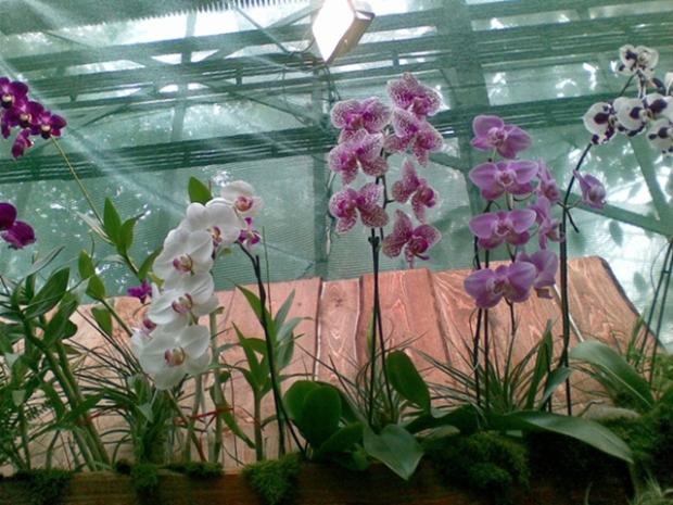 Orchidejky Orchidejky, Alena666, 1