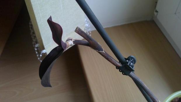 Orchidea, Izbové kvety, mandy, 1