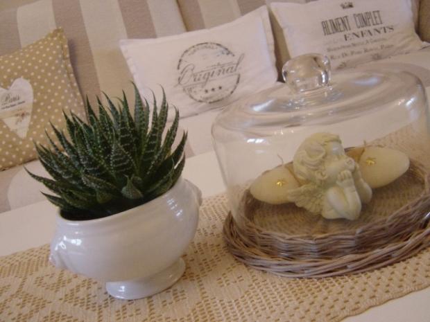 Aloe , Izbové kvety, Jasmin, 1
