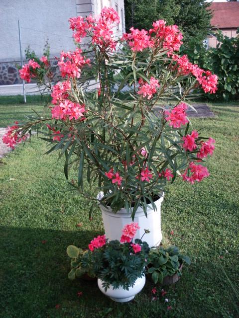 Lososový oleander , Náš dvor, milenas, 1