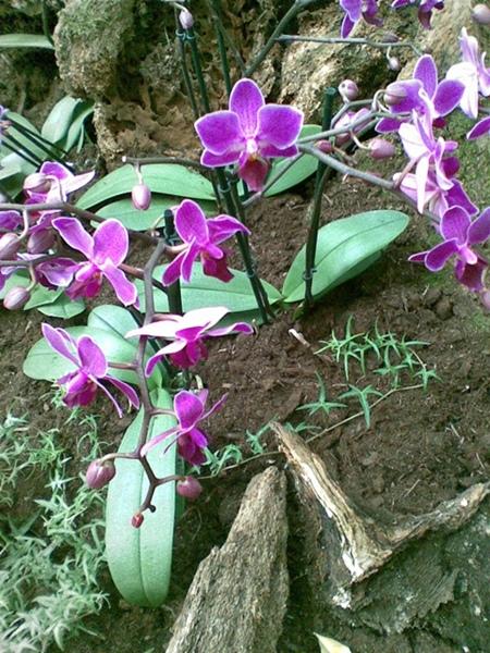 Orchidejky Orchidejky, Alena666, 1