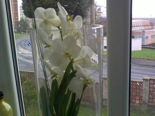 Vytúžená biela Vanda, Okenné parapety Vytúžená biela Vanda, Okenné parapety, Perlička, 1