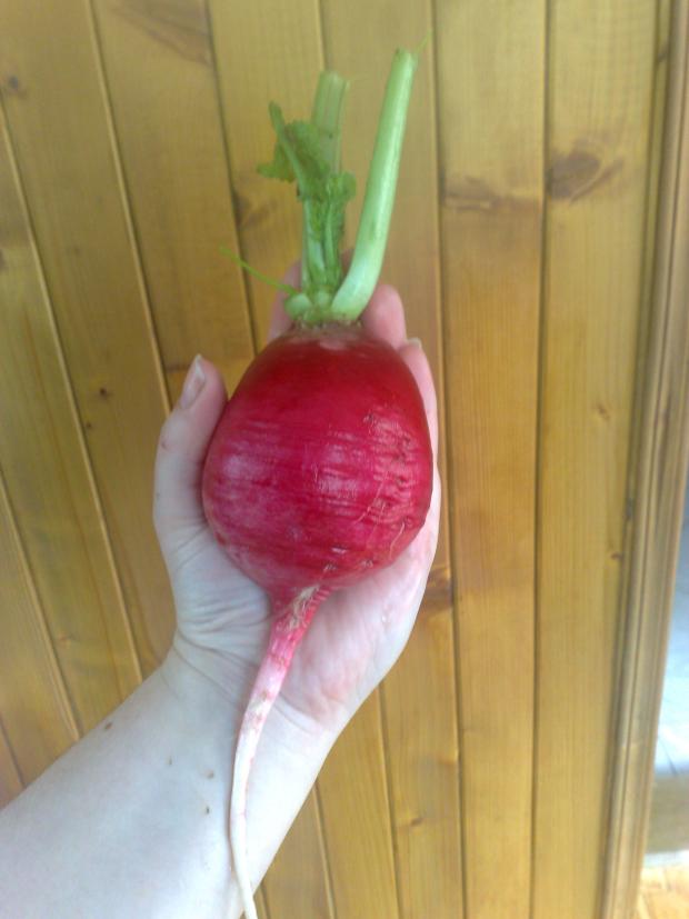 Redkovecka, Zeleninová záhrada Redkovecka, Zeleninová záhrada, Kacenka9, 1