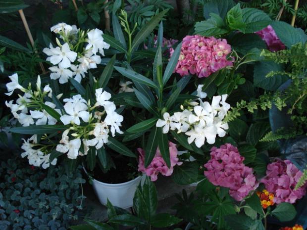 Biely oleander, Náš dvor, milenas, 1