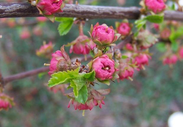 Sakura?, Náš dvor, kofi4, 1