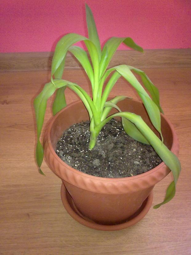 Nový prírastok :), Izbové kvety, anicka1008, 1