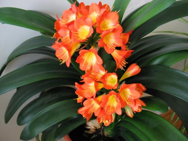 Klívia - Clivia miniata, Izbové kvety, Natasha, 1