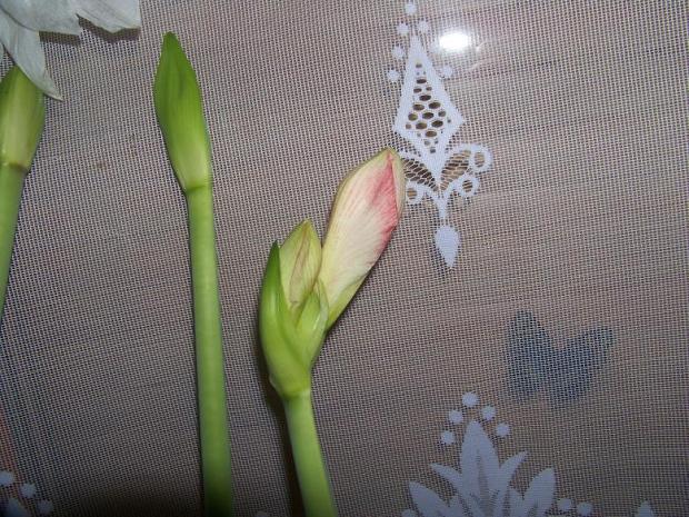 Amarylis Maca, cula, 1