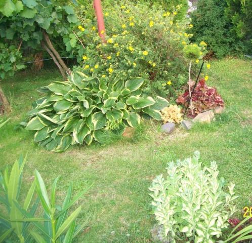 hosta, heuchera hosta, heuchera, Jana A, 1