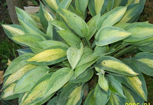 moja hosta, Jana A, 1