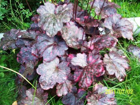 Heuchera Midnight rose, Jana A, 1